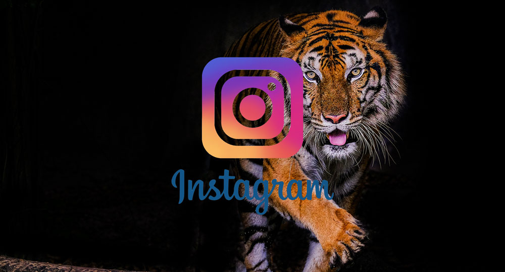 64256.5 | Instagram | Animals/Wildlife